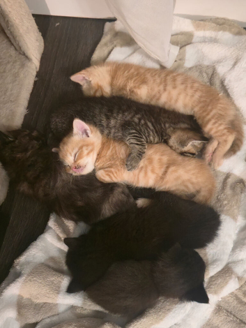 6 sweet kittens looking for new home