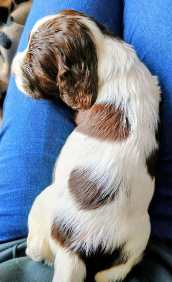 4 x Springer spaniel liver & white male puppies