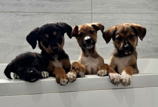 Stunning Rottweiler x Puppies