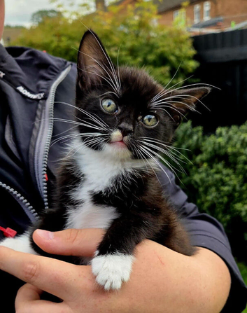 Kitten