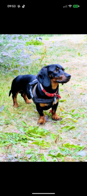 Beautiful male Dachshund