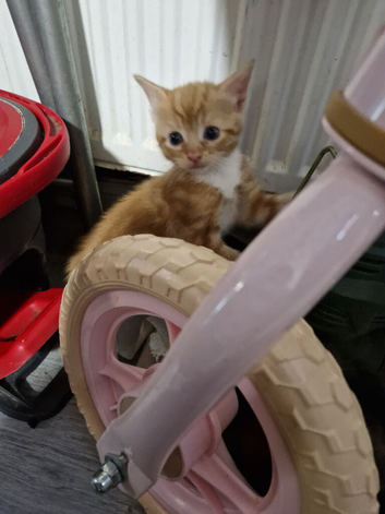 9 kitten girls and boys different colours