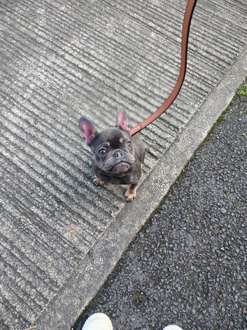 Frenchie