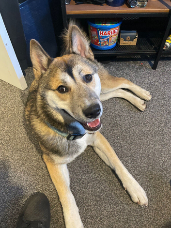 9months old beautifull boy American Akita