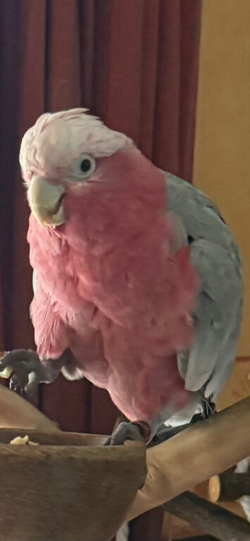Tame galah cockatoo