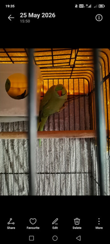 Green ring nack pair