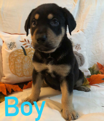 Rotticorso cross malamute