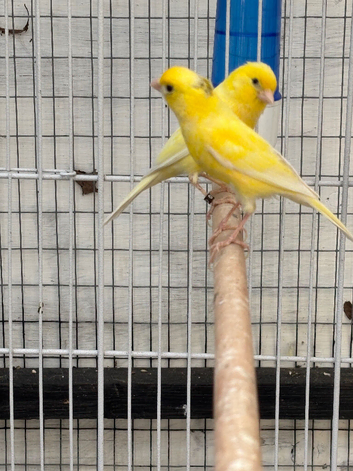 2x yellow raza cocks