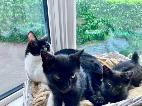 Two black kittens ready for their homes