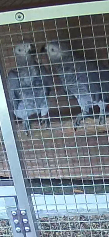 Pair of african greys