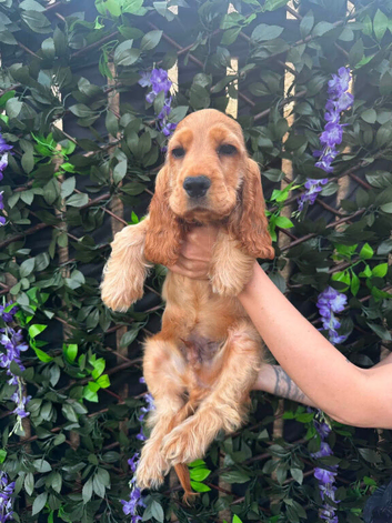 Golden Show Cocker Spaniel Boy