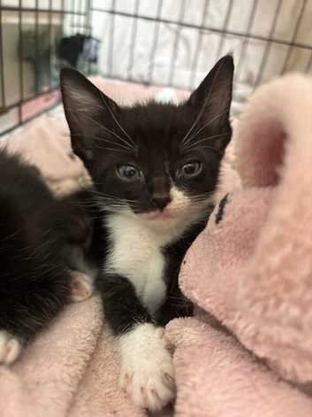 9 week old female kitten