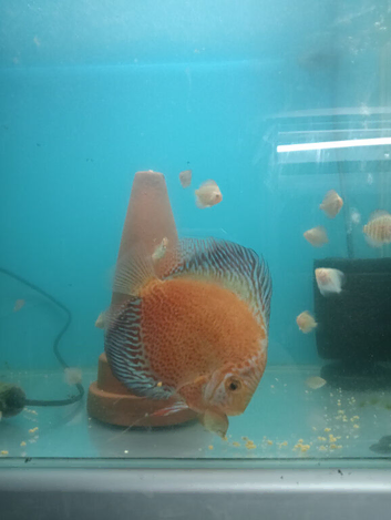 Homebred young Discus.
