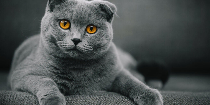ENTIRE Blue Male Scottish Fold