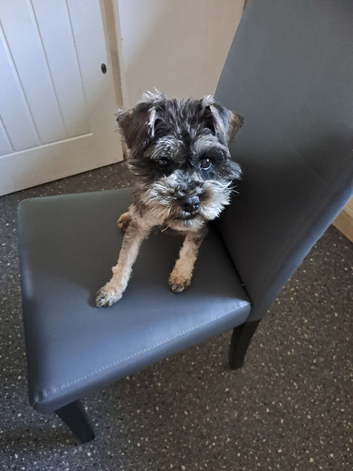 Miniature Schnauzer Bitch