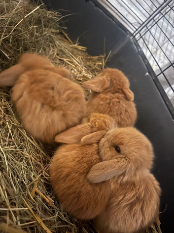 X5 baby brown lops