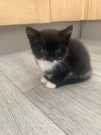 3 british short hair kittens