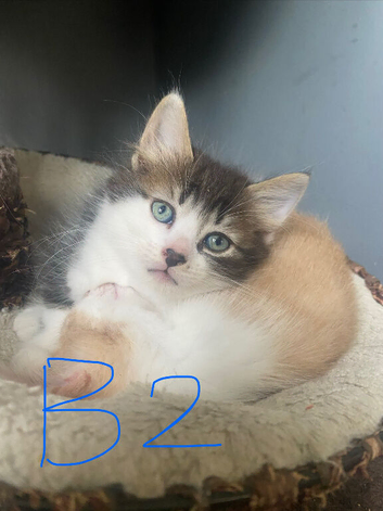 7 fluffy kittens looking for their furever homes!