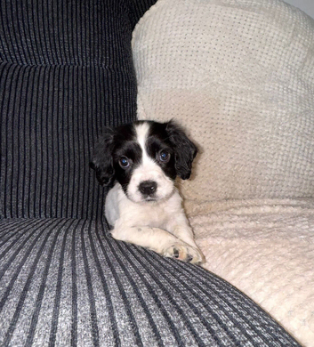 Sprocker pups