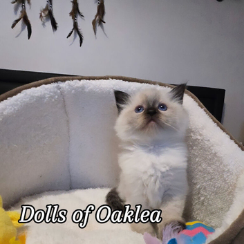 Gorgeous Pedigree ragdoll kitten