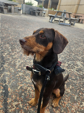 Jackapoo x cockapoo