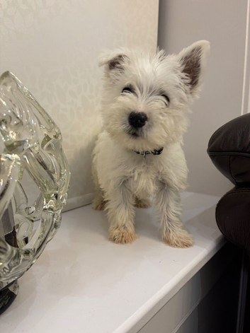 Male west highland puppy.