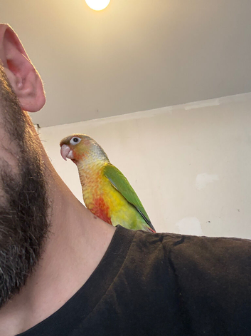 Hand Reared Silly Tame Baby Pineapple Conure