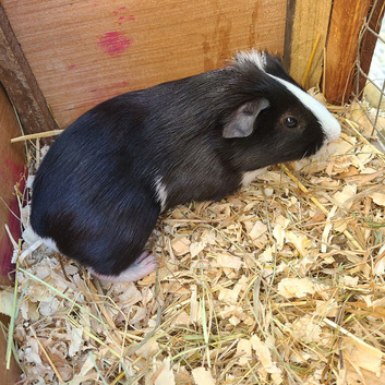 Guinea Pigs