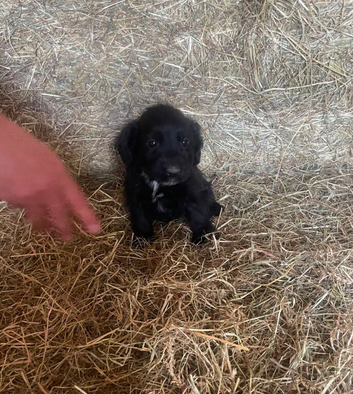 Beautiful cocker x patterdale terrier pup