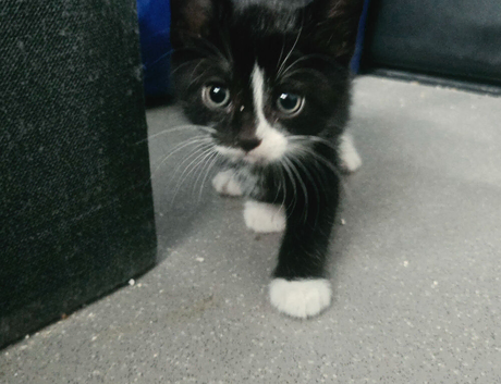 Beautiful kittens