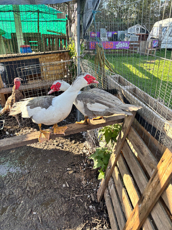 Trio of Muscovy ducks
