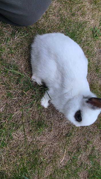 Male Netherland Dwarf 5 months old Male