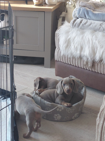 Stunning Dachshund Puppies