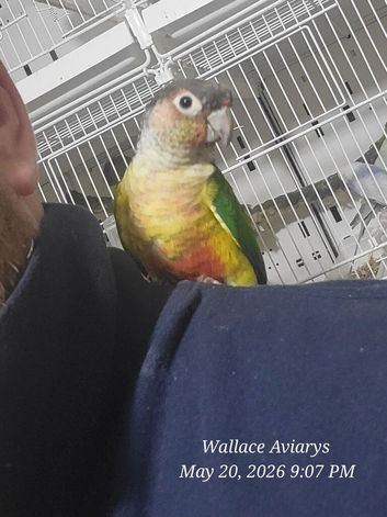 Hand reared conures