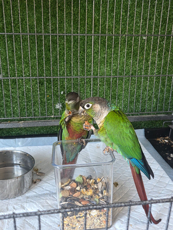 Conures