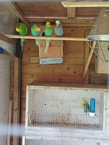 Budgies for sale 7 males