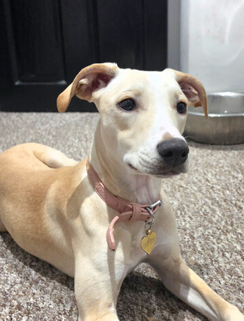 Rehoming Greyhound X Staffy
