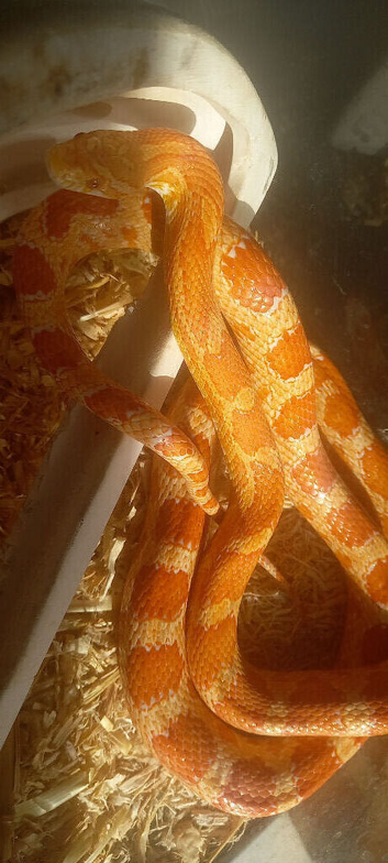 Corn snake with terrarium