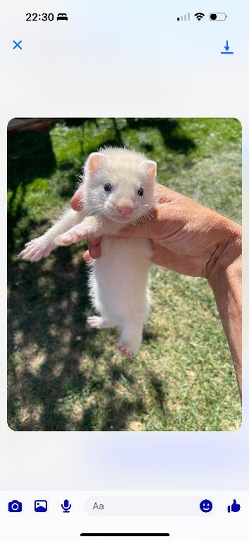 Black eyed white ferret kits