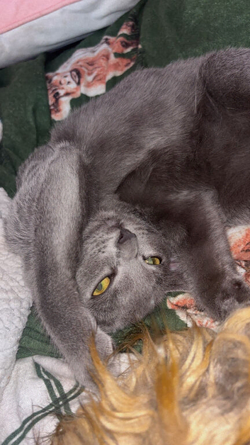 Russian blue kitten