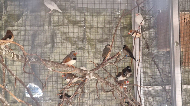 This years baby zebras finches