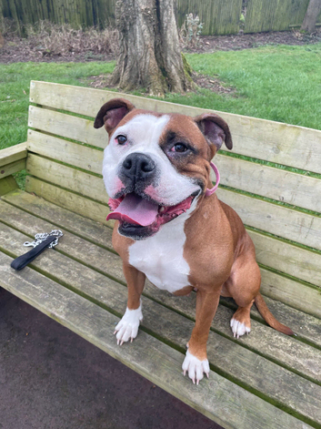 American bully - female - 6yr old