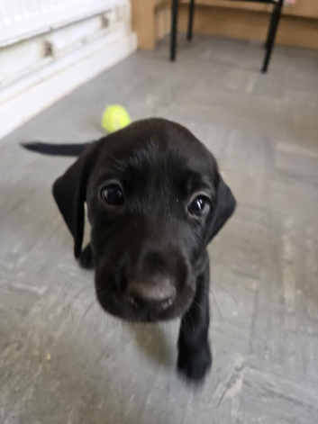 6 beautiful labrador retriever looking for there furever family's