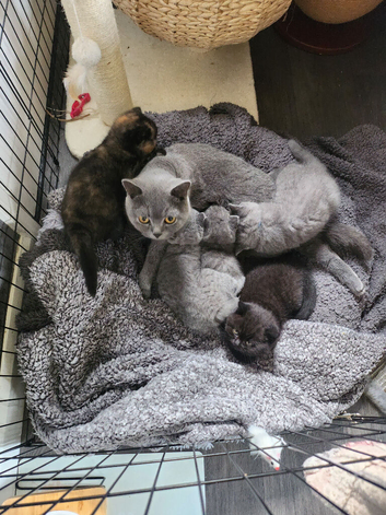 3 BSH Kittens
