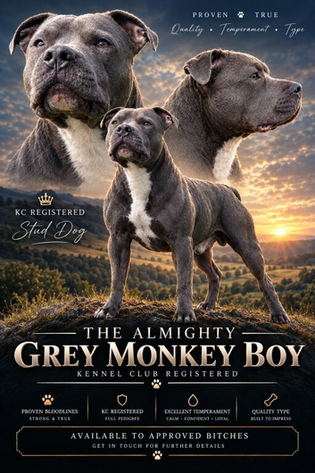 KC registered blue staffy available for stud