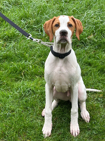 English pointer male 1 year old