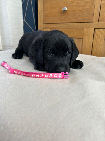 Black Labradors for sale - Pedigree and KC registered
