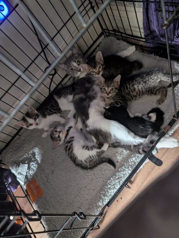 Two Litters!