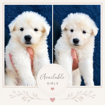 KC White Swiss Shepherd puppies Champion Bloodline