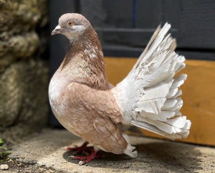 Pigeons for sale &pound;60 for 3